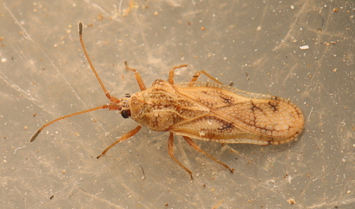 Neoplerochila paliatseasi