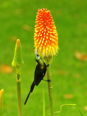 Nectarinia kilimensis