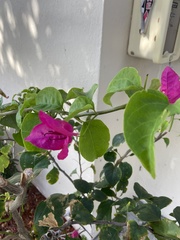 Bougainvillea