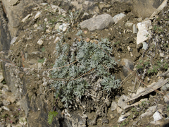 Artemisia sericea