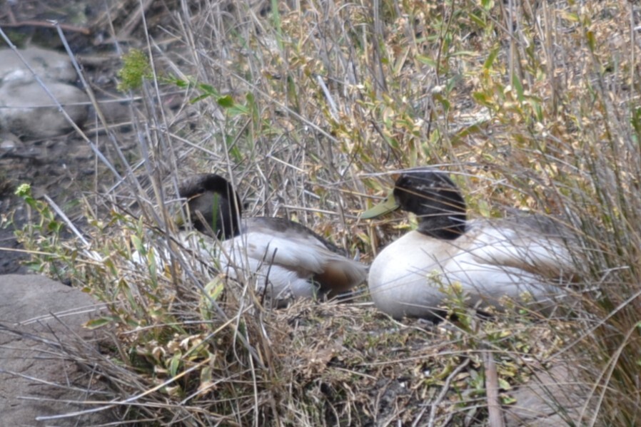 Anas platyrhynchos f. domesticus