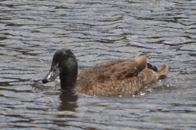 Anas platyrhynchos f. domesticus