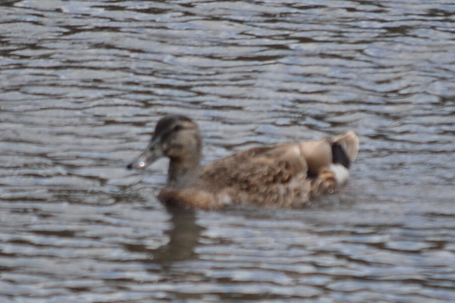 Anas platyrhynchos f. domesticus