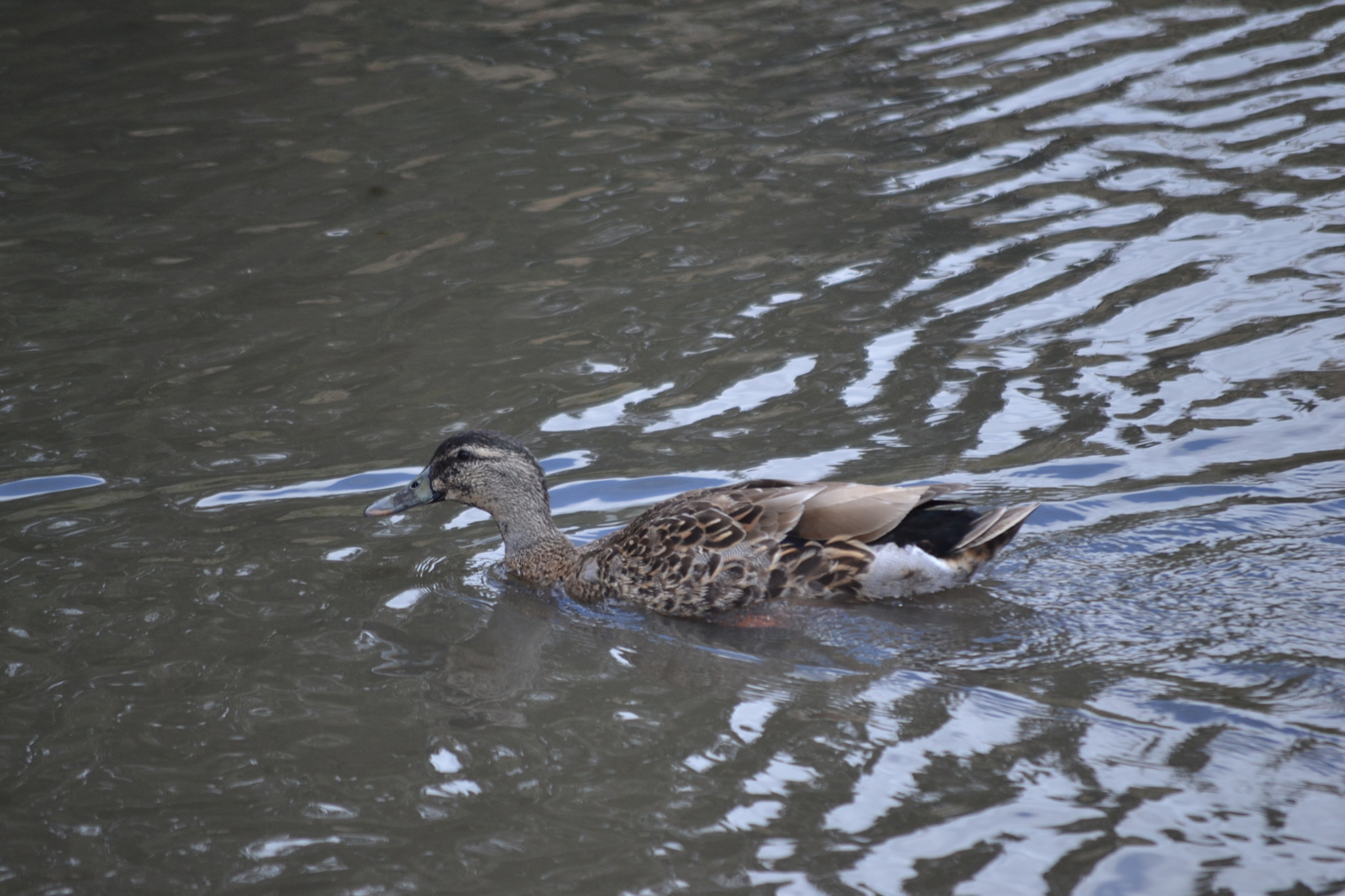 Anas platyrhynchos f. domesticus