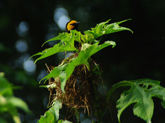 Ploceus melanogaster