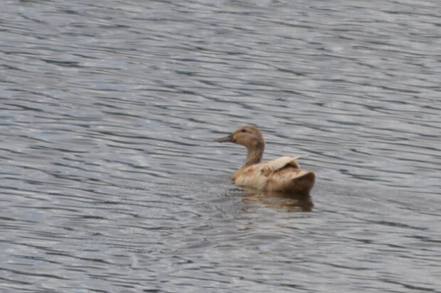 Anas platyrhynchos f. domesticus