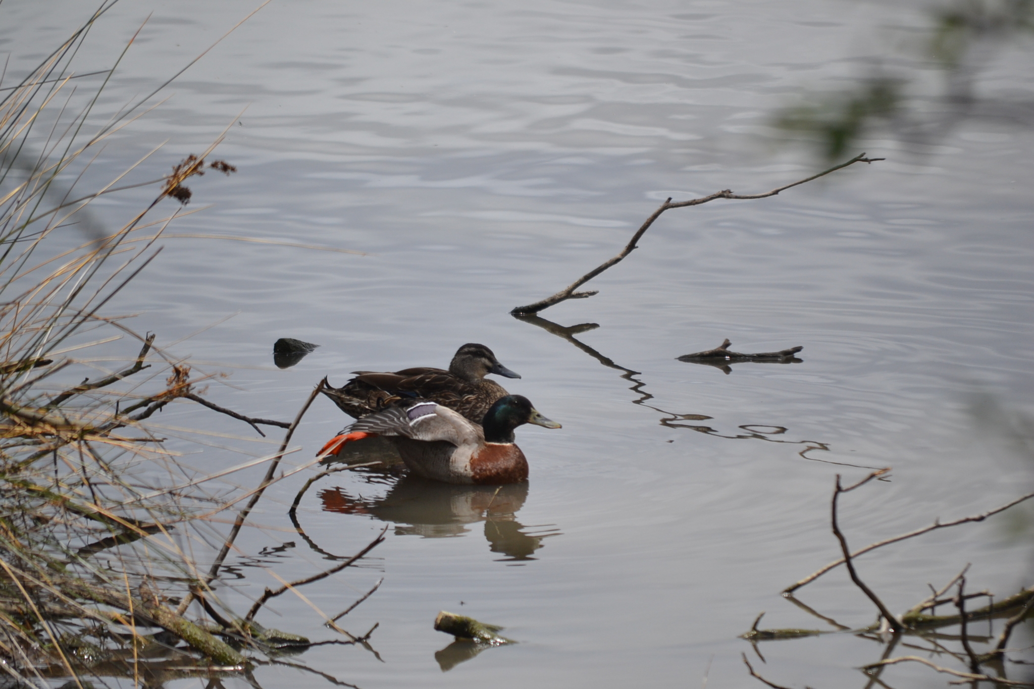 Anas platyrhynchos f. domesticus