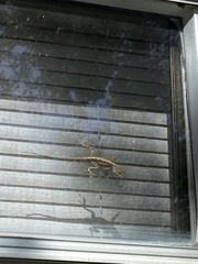 Anolis sagrei