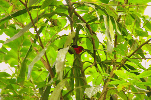 Red-headed Bluebill (Spermophaga ruficapilla), photo 2
