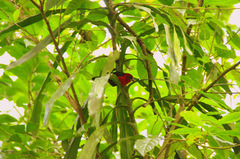 Spermophaga ruficapilla