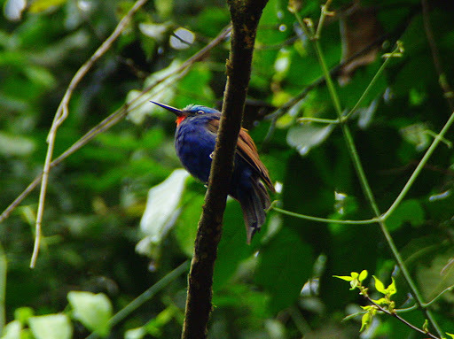 Blue-headed Bee-eater (Merops muelleri), photo 1
