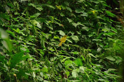 Joyful Greenbul (Chlorocichla laetissima), photo 2