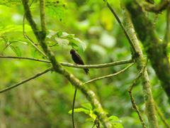 Psalidoprocne pristoptera