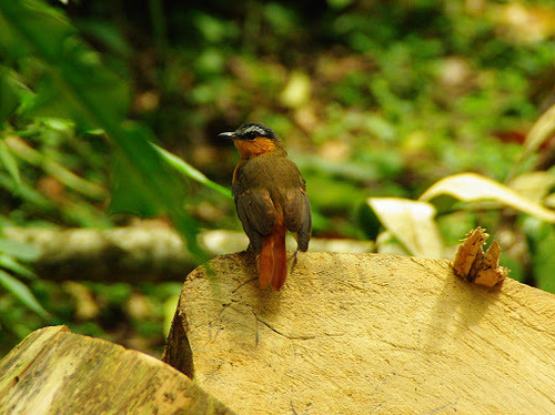 Grey-winged Robin-Chat (Sheppardia polioptera), photo 3