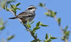 Microspingus torquatus