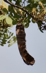 Pseudosamanea guachapele