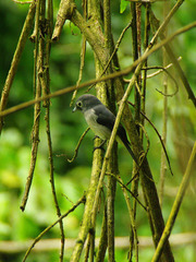 Melaenornis fischeri
