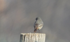 Phoenicurus ochruros