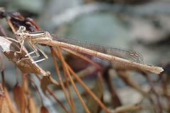 Platycnemis acutipennis
