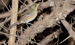 Microspingus cabanisi