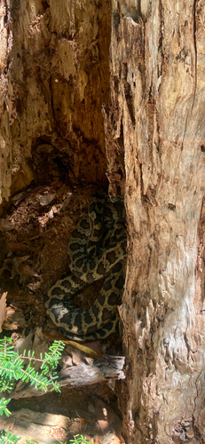Coastal Carpet Python sighting