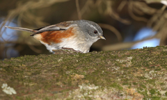 Microspingus cabanisi