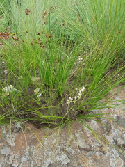 Ornithogalum juncifolium
