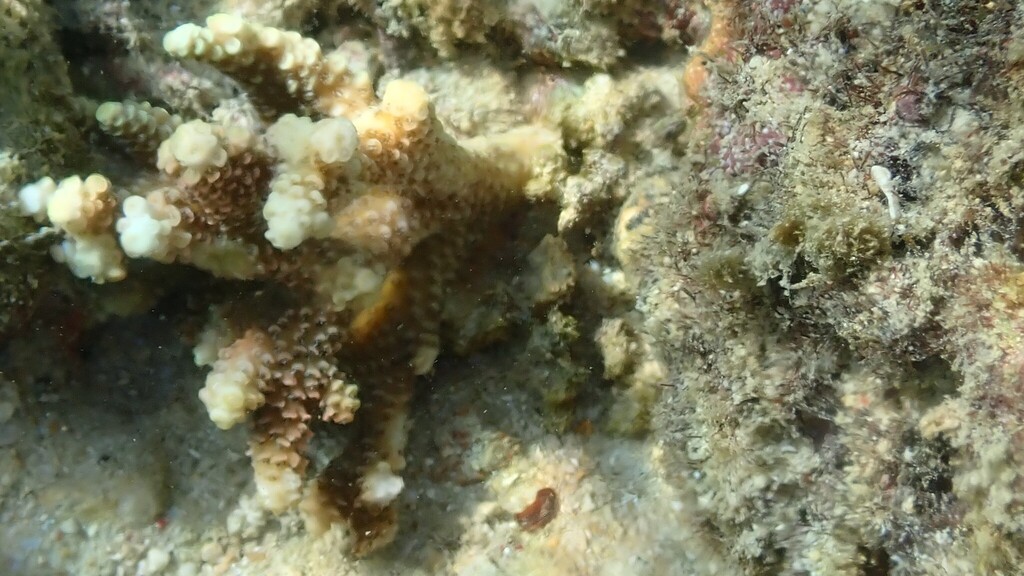 Staghorn coral