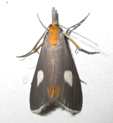 Episindris albimaculalis