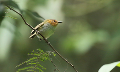 Poecilotriccus plumbeiceps