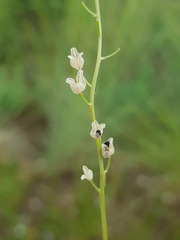 Ornithogalum juncifolium