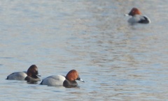 Aythya ferina