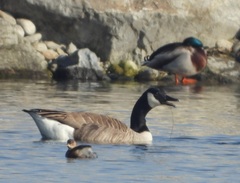 Branta canadensis