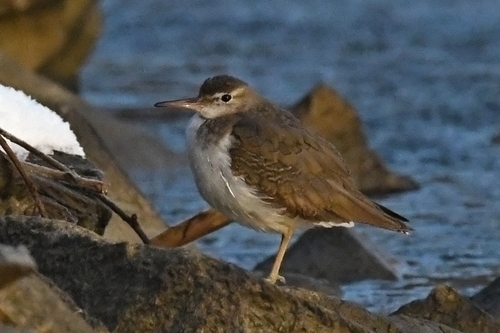 Andarríos maculado (Actitis macularius)