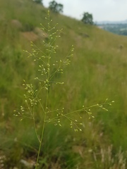 Trichanthecium natalense