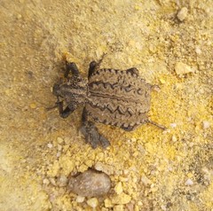 Brachycerus barbarus