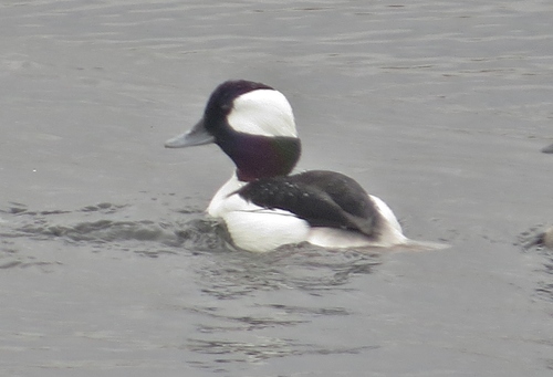 Bucephala albeola image