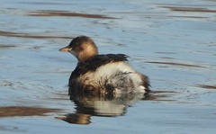 Tachybaptus ruficollis