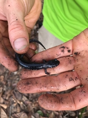 Plethodon ocmulgee