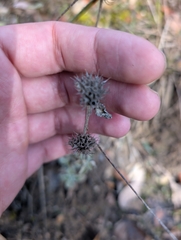 Marrubium supinum