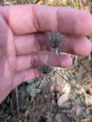 Marrubium supinum, photograph author not stated, no rights reserved
