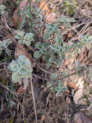 Marrubium supinum, photograph 3