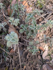 Marrubium supinum, photograph author not stated, no rights reserved