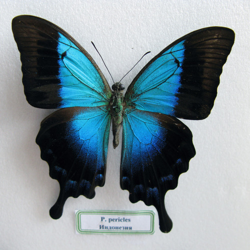 Glosswing Swallowtail