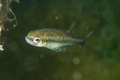 Phoxinus septimaniae