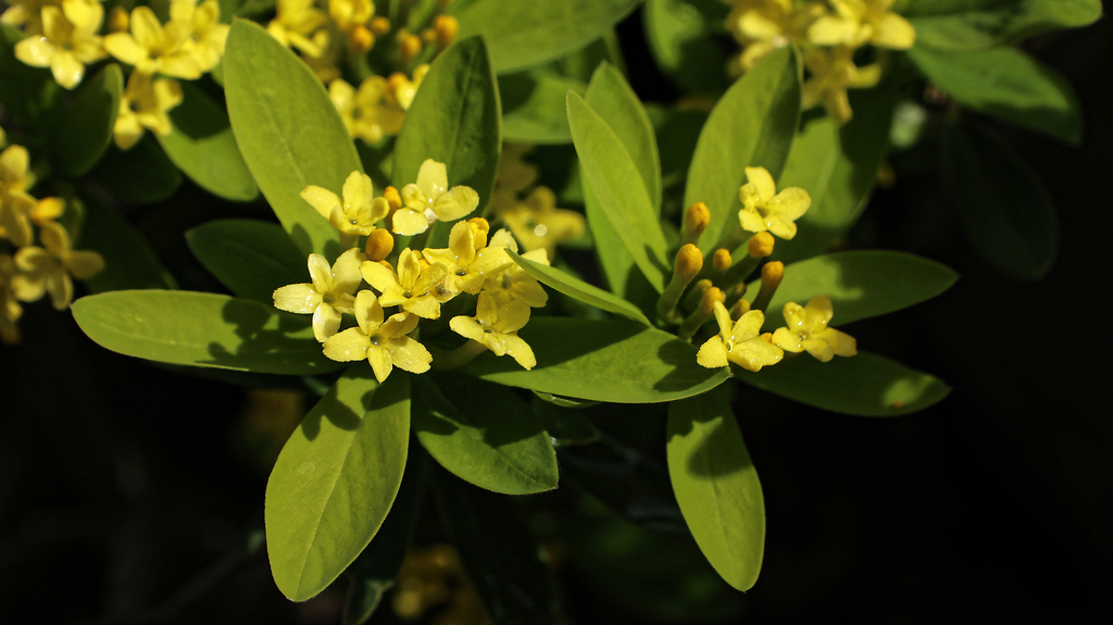 Daphne gemmata