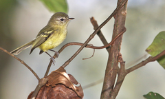 Phylloscartes ventralis