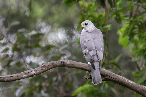 Grey Goshawk (Tachyspiza novaehollandiae), photo 7