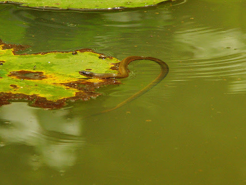 Olive Marsh Snake, Natriciteres olivacea