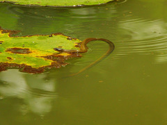 Natriciteres olivacea